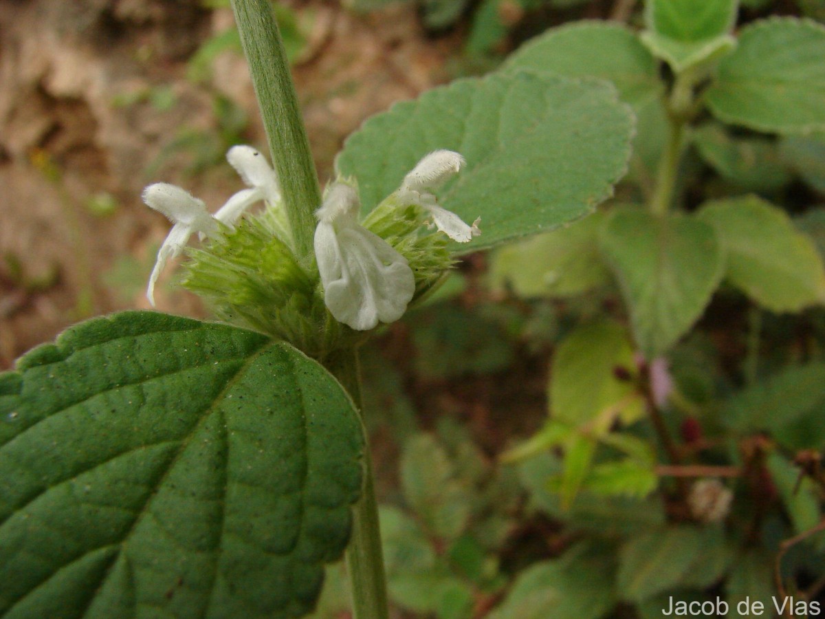 Leucas marrubioides Desf.